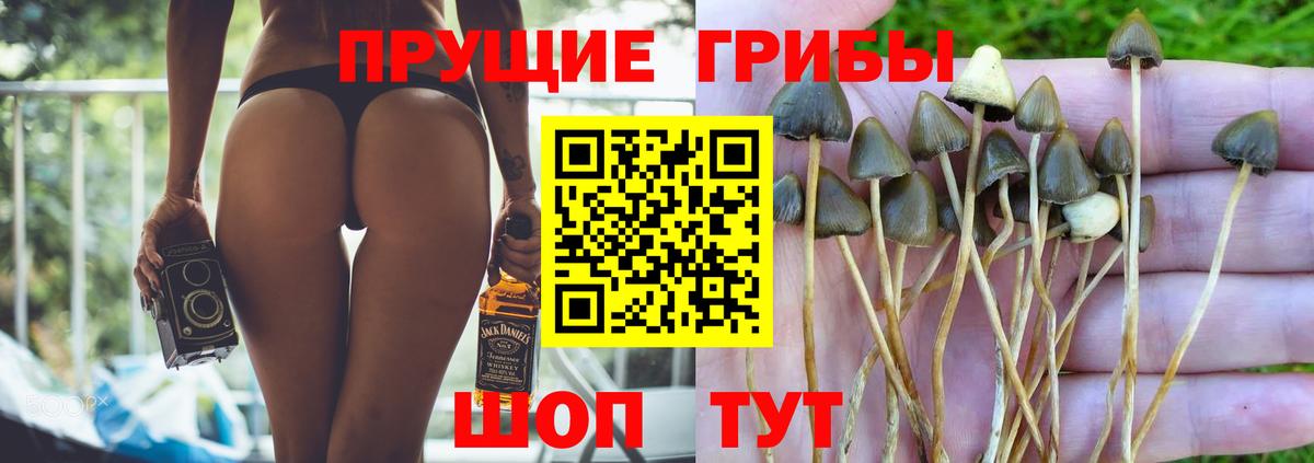 Галлюциногенные грибы Cubensis  купить наркотики сайты  Ангарск 